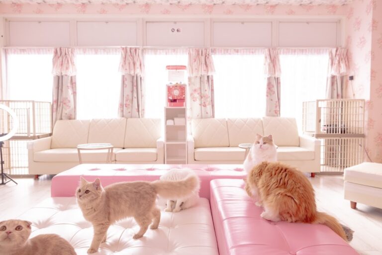 猫カフェ猫ちゃんといっしょ