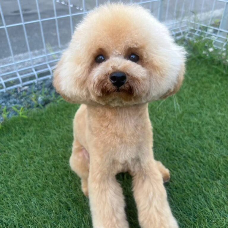 DOG SALON ハッピーセブン