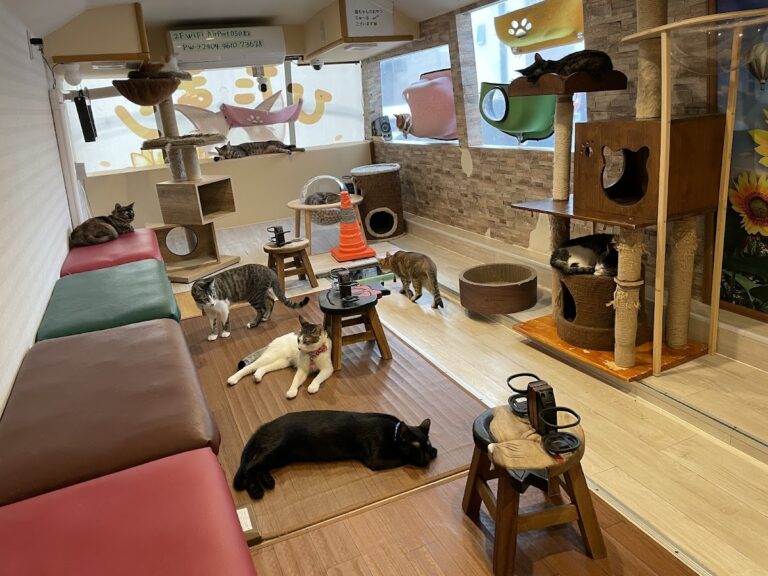 保護猫カフェひだまり号