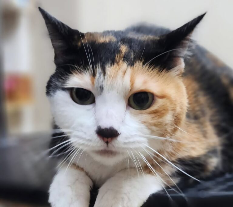 すまいるペットケア