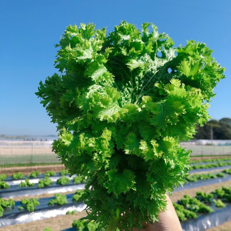 尾道しまなみファーム