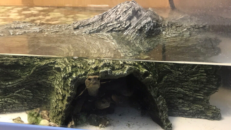 まーちゃんの生きもの園｜見て・ふれて・遊んで学ぶ