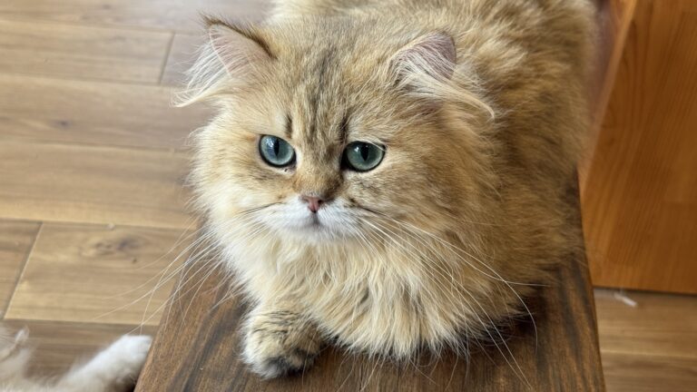 猫カフェ 猫販売 TOYBOBMANIA